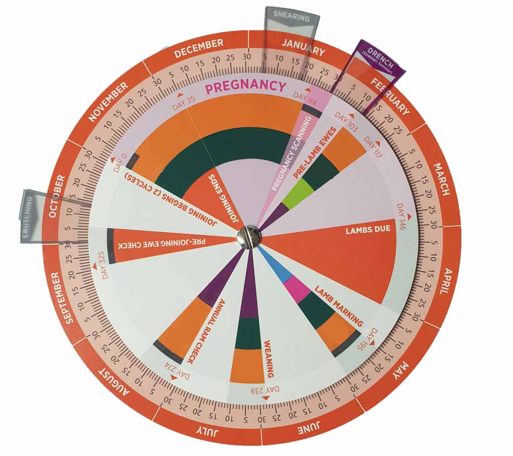 årsdiagram fåruppfödning