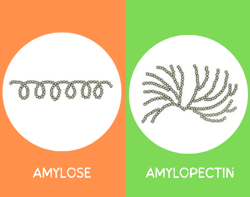 Den spiralformade organisationen av amylas och den grenade strukturen av amylopektin