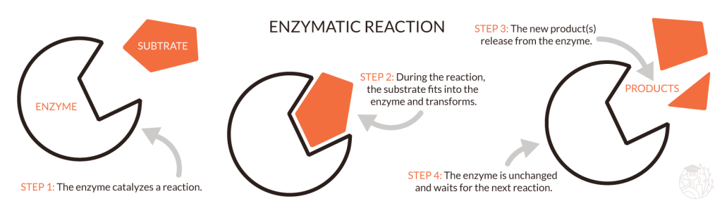 hur ett enzym fungerar schematiskt